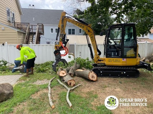 Why Tree Pruning And Removal Should Be Left To The Experts: What You Need to Know Before Hiring a Tree Care Professional in Connecticut