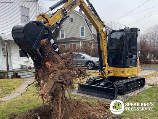 The Advantages Of Stump Grinding: How A Tree Service Contractor In Connecticut Can Help