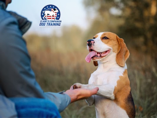 Top 7 Advantages of Hiring a Professional Dog Trainer