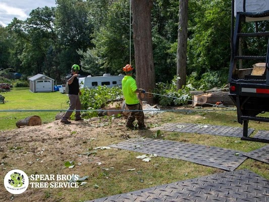 Latest Innovations In Arboriculture: A Look At How Tree Care Is Evolving